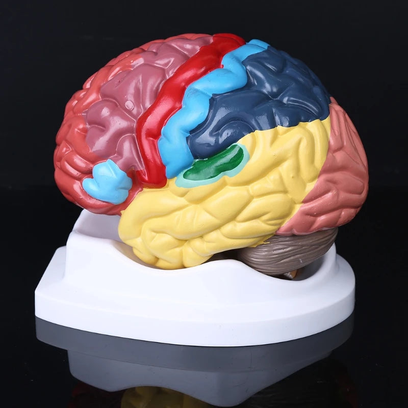 Ear Brain Anatomical Model Accurate Human Nasal Cavity Throat 4D Medical instrument Human Anatomy Anatomical Model Science Education