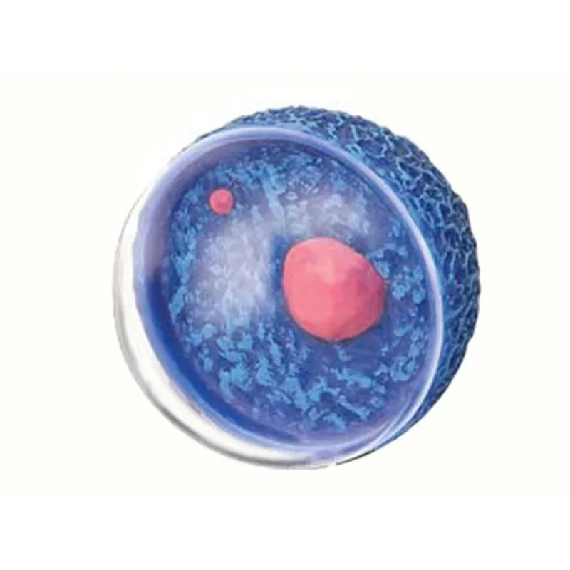 4d Master Human Female Reproductive System Uterus ovaries Anatomical Medical Model Gynaecology Puzzle Assembling Toy 4D Medical instrument Human Anatomy Anatomical Model Science Education