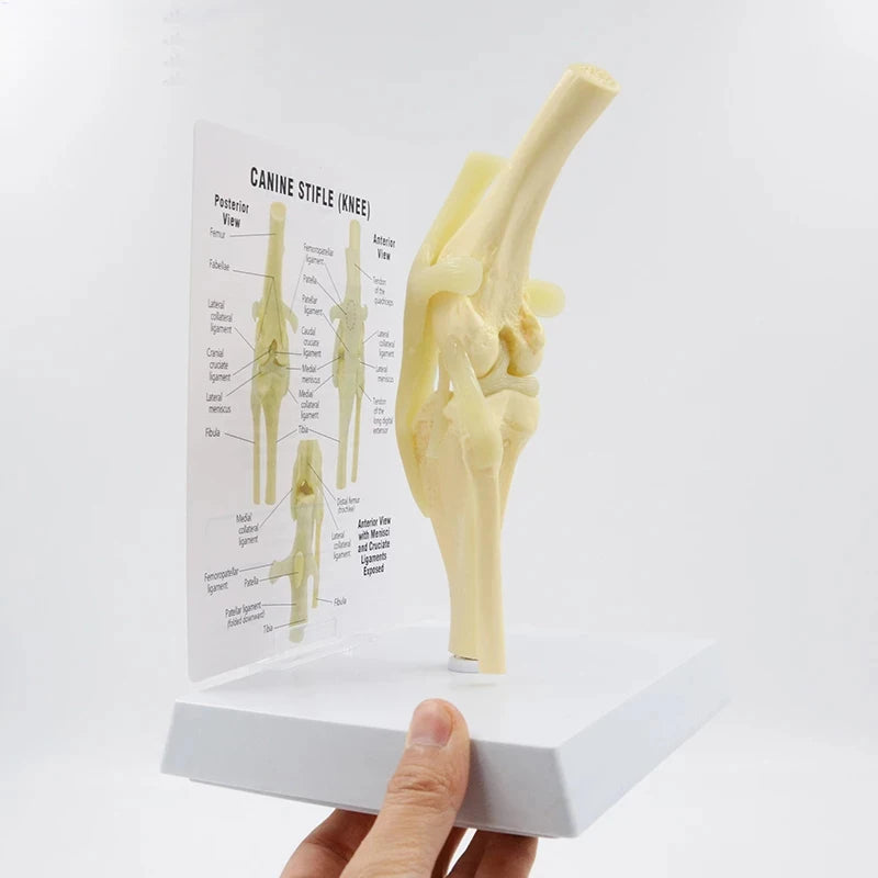Life Size Canine Knee Model Joint With Key Card Manual Animal Skeleton 4D Medical instrument Human Anatomy Anatomical Model Science