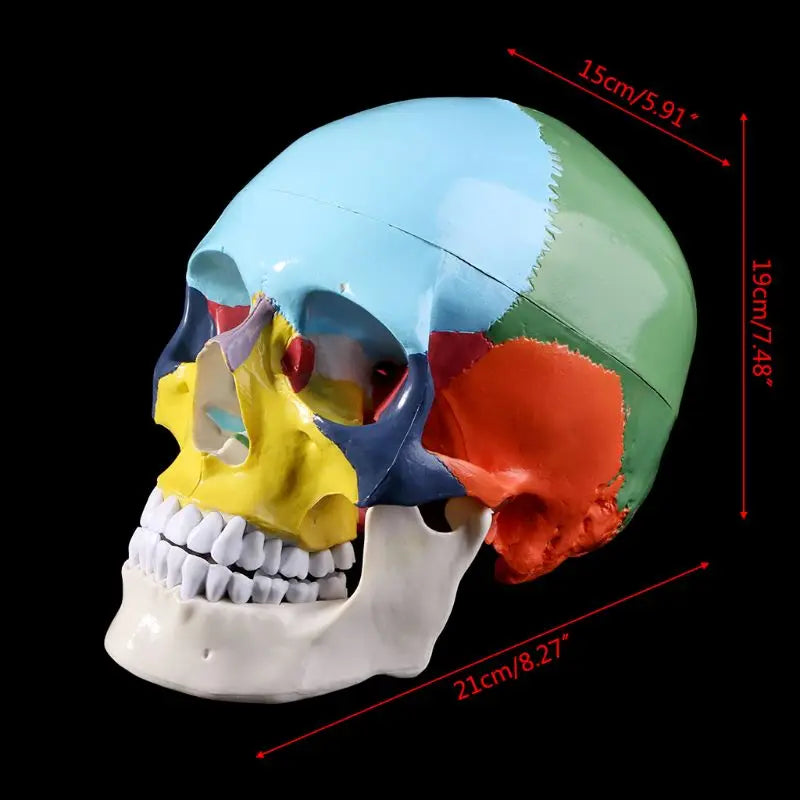 Life Size Colorful Human Skull Skeleton 4D Medical instrument Human Anatomy Anatomical Model Science