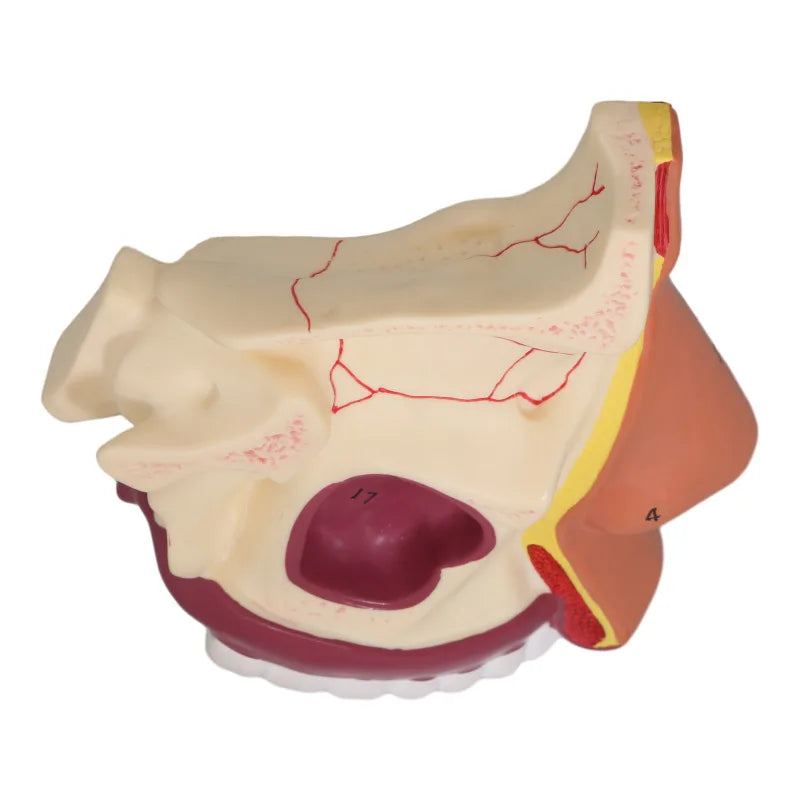 Otolaryngology medical teaching model - Human nasal cavity 4D Medical instrument Human Anatomy Anatomical Model Science