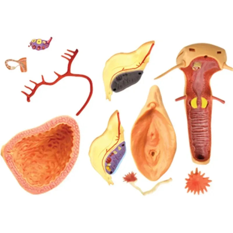 4d Master Human Female Reproductive System Uterus ovaries Anatomical Medical Model Gynaecology Puzzle Assembling Toy 4D Medical instrument Human Anatomy Anatomical Model Science Education