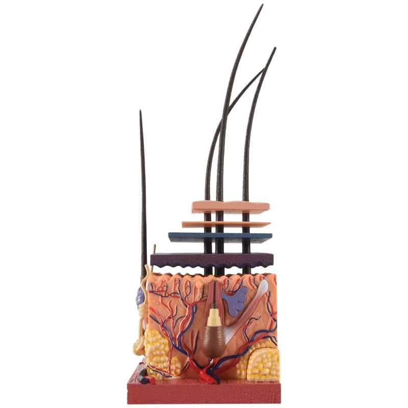 Human Skin Model Hair Organs 4D Medical instrument Human Anatomy Anatomical Model Science
