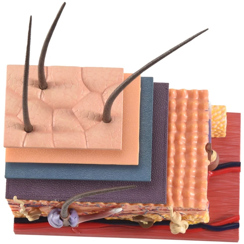 Human Skin Model Hair Organs 4D Medical instrument Human Anatomy Anatomical Model Science