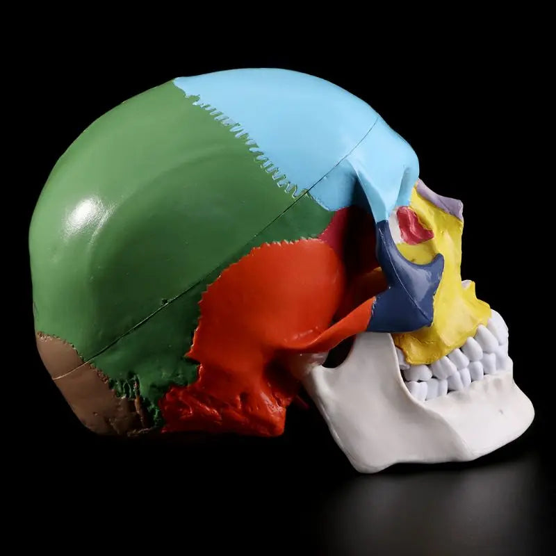 Life Size Colorful Human Skull Skeleton 4D Medical instrument Human Anatomy Anatomical Model Science