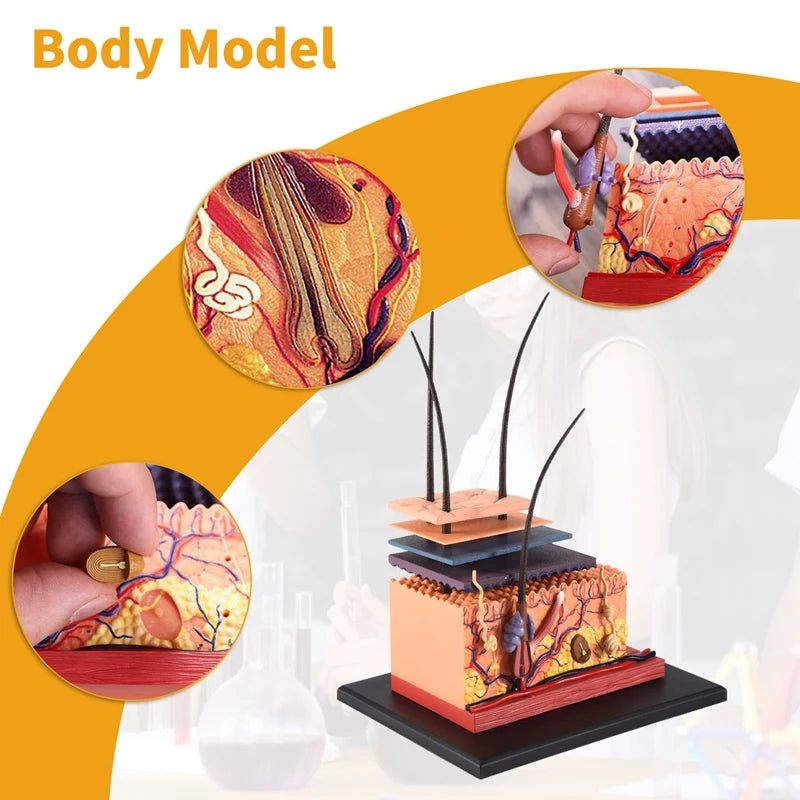 Human Skin Model Hair Organs 4D Medical instrument Human Anatomy Anatomical Model Science
