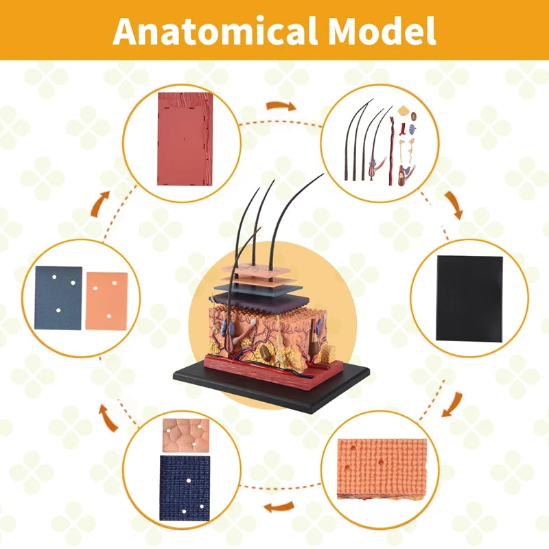 Human Skin Model Hair Organs 4D Medical instrument Human Anatomy Anatomical Model Science