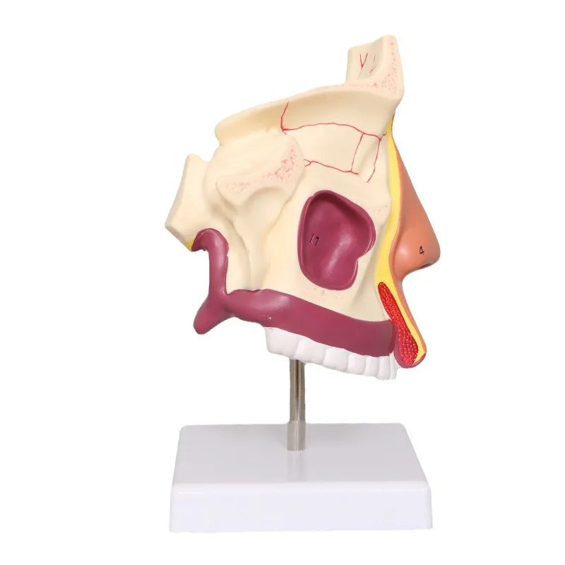Otolaryngology medical teaching model - Human nasal cavity 4D Medical instrument Human Anatomy Anatomical Model Science