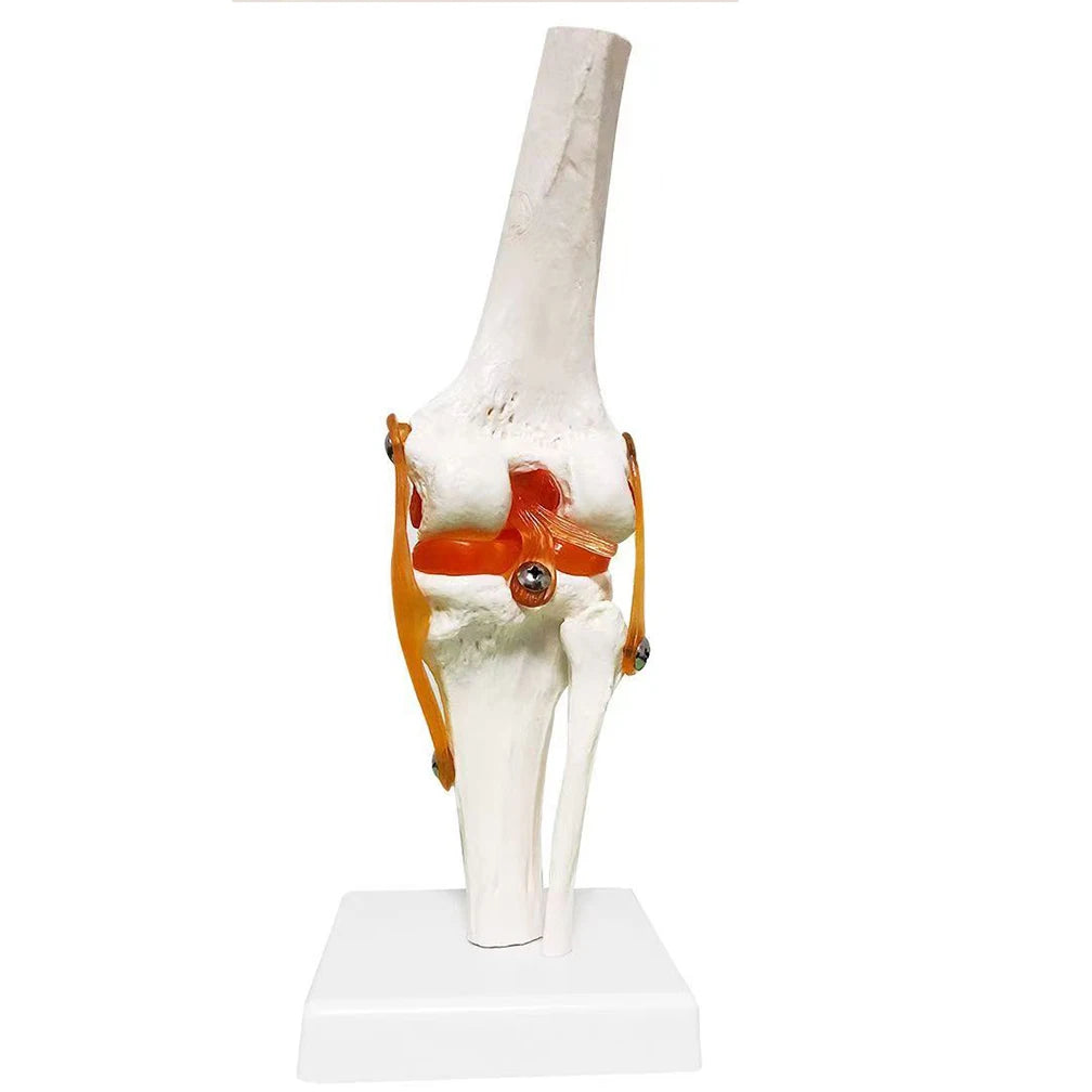 1:1 Lifesize Adult Human Knee Joint 4D Medical instrument Human Anatomy Anatomical Model Science