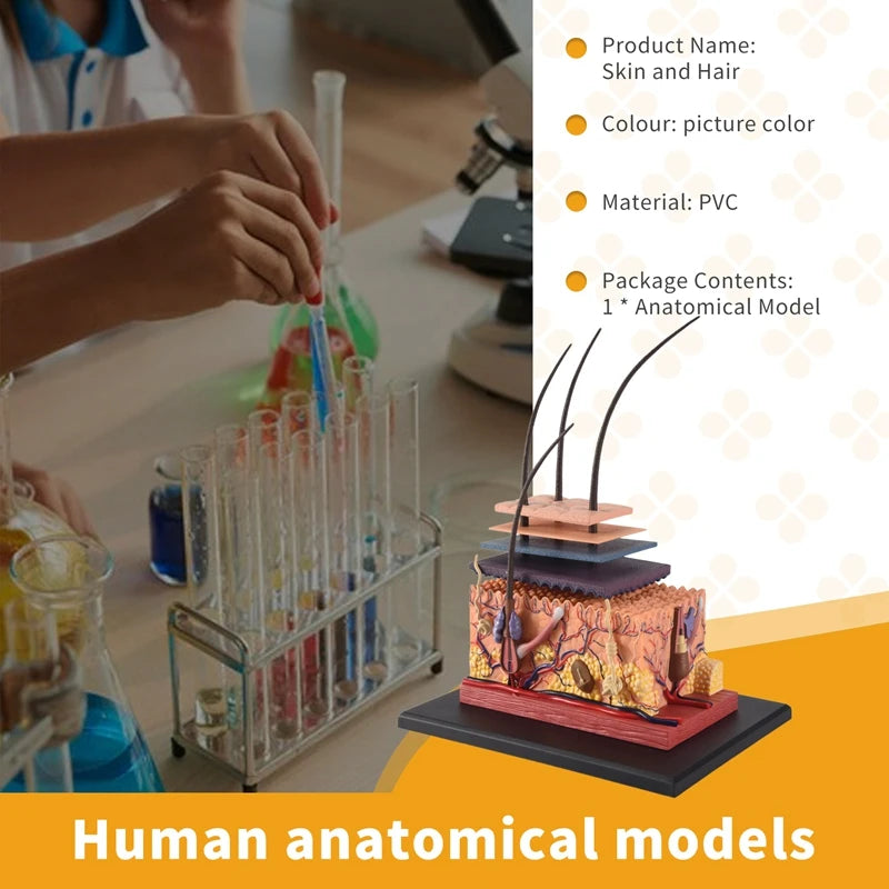 Human Skin Model Hair Organs 4D Medical instrument Human Anatomy Anatomical Model Science