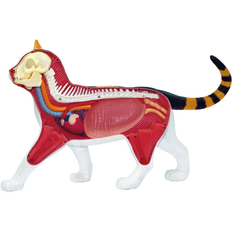 Calico Cat 28 Parts Medical instrument Animal Anatomy Anatomical Model Science Education Vet 3D 4D