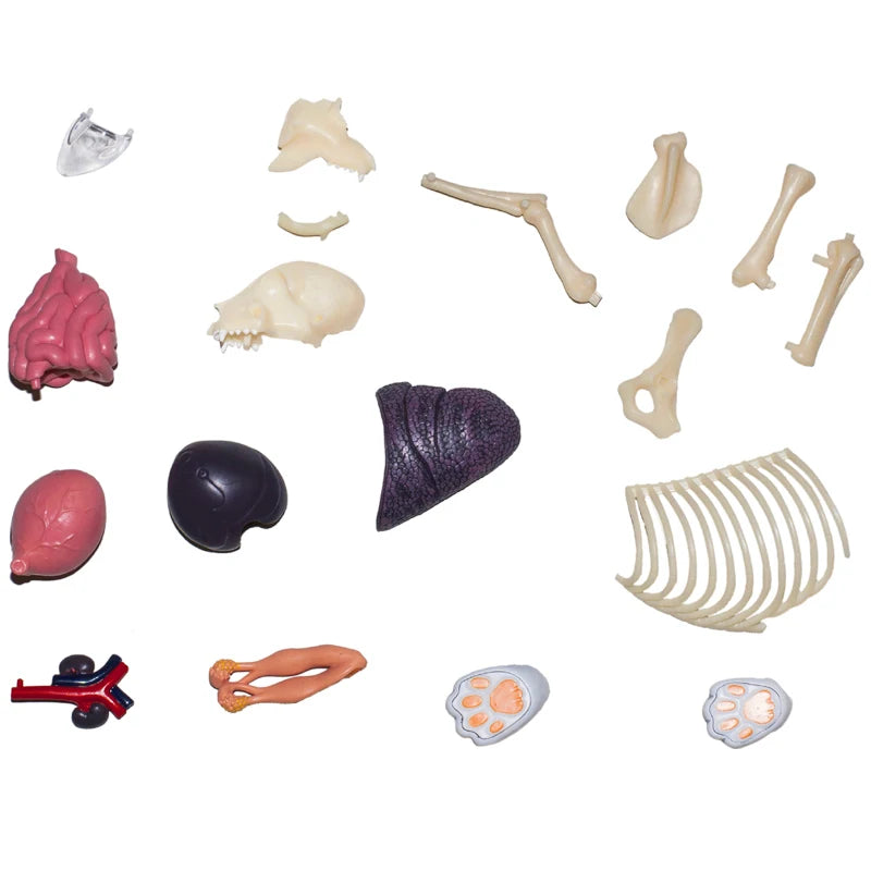 Calico Cat 28 Parts Medical instrument Animal Anatomy Anatomical Model Science Education Vet 3D 4D