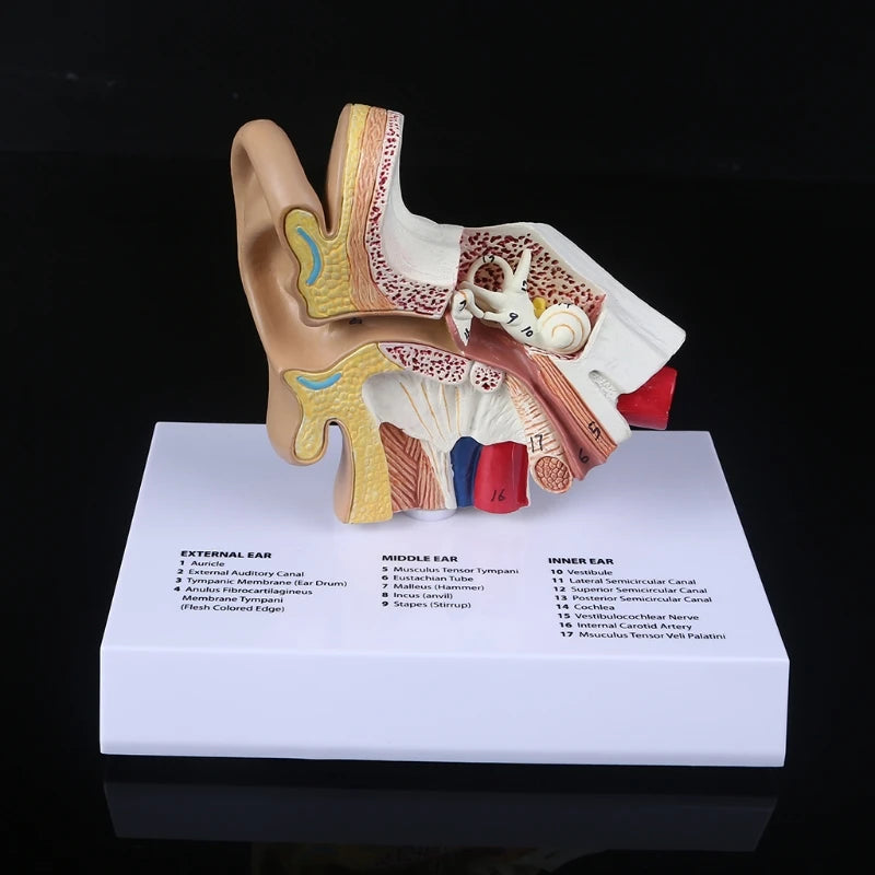 Ear Brain Anatomical Model Accurate Human Nasal Cavity Throat 4D Medical instrument Human Anatomy Anatomical Model Science Education