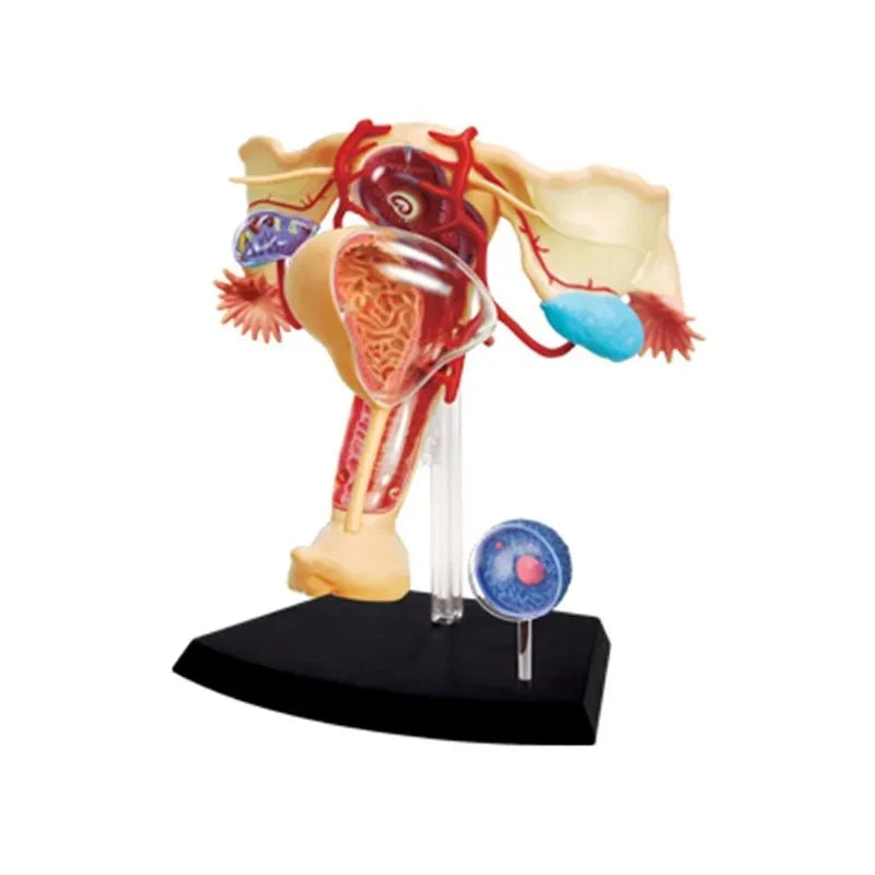 4d Master Human Female Reproductive System Uterus ovaries Anatomical Medical Model Gynaecology Puzzle Assembling Toy 4D Medical instrument Human Anatomy Anatomical Model Science Education